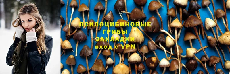 купить наркоту  hydra рабочий сайт  Галлюциногенные грибы Psilocybe  Ворсма 